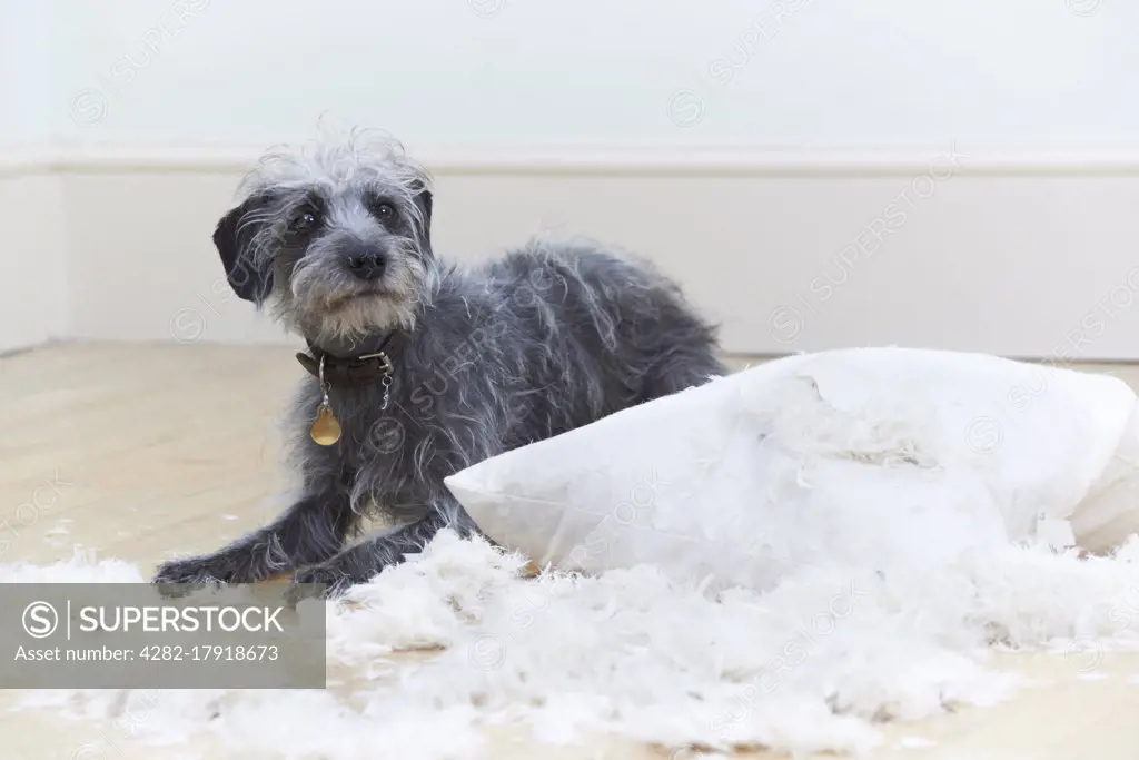 Badly Behaved Dog Ripping Up Cushion At Home