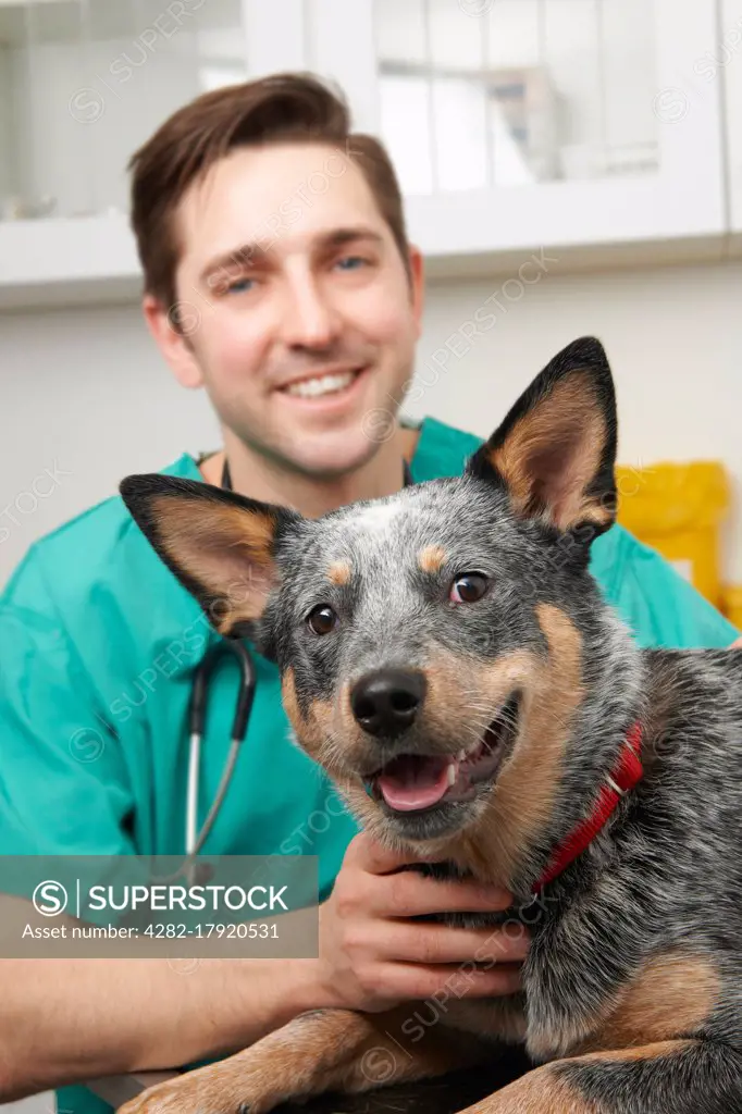 Male Vet Examining Pet Dog In Surgery