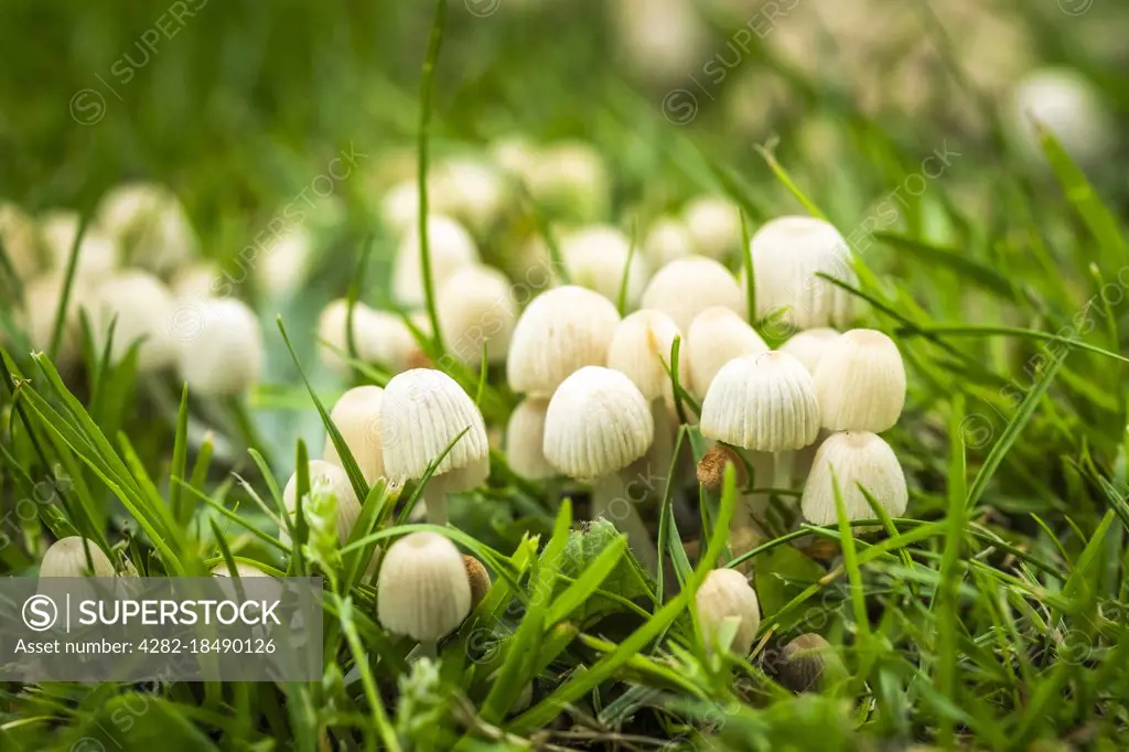 Small fungi growing in the grass in woodland.