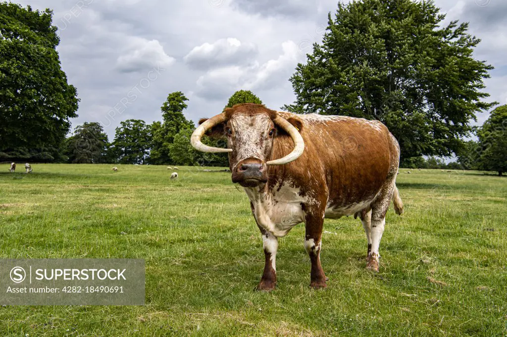 An English Longhorn on a farm in rural England.