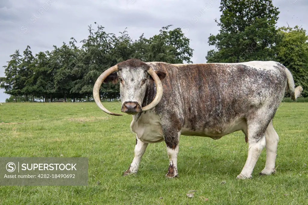 An English Longhorn on a farm in rural England.