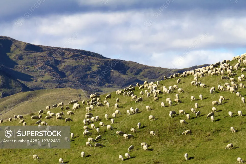 Sheep grazing on a hill in Central Otago in New Zealand.