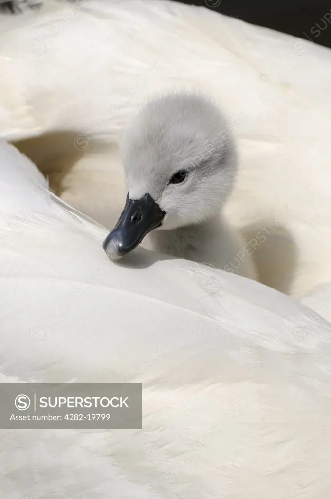 England, Dorset, Abbotsbury. Mute Swan (Cygnus Olor) cygnet on mother's back at Abbotsbury Swannery.