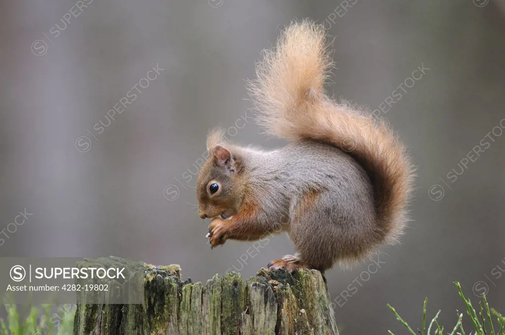 Scotland, Highland, Cairngorms. A Red Squirrel (Sciurus Vulgaris) sitting on tree stump eating a nut.