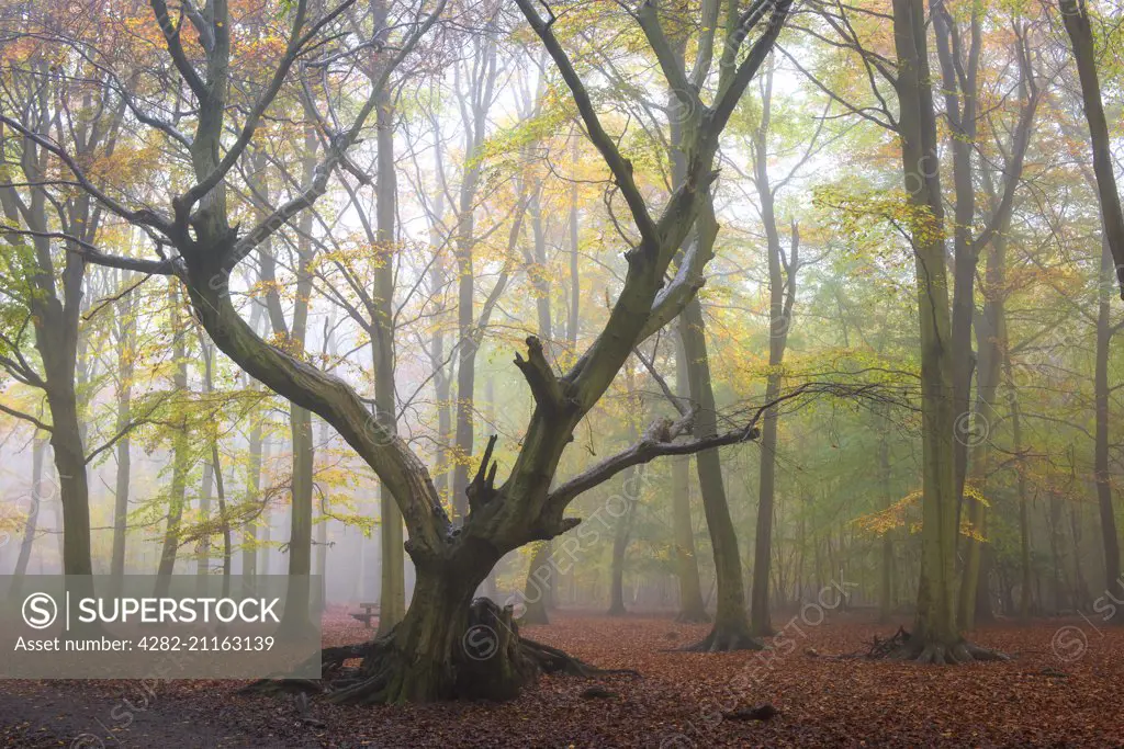 Foggy conditions in an autumnal woodland in Essex.