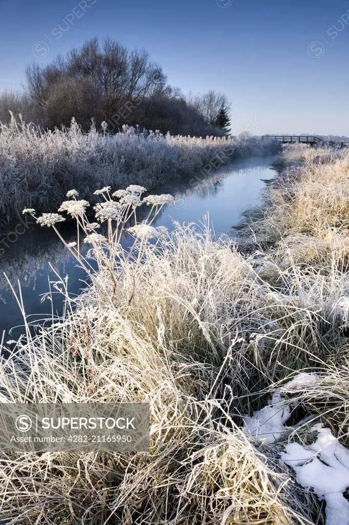 Winter sun on frosted cow parsley at the side of Costa Beck near Pickering.