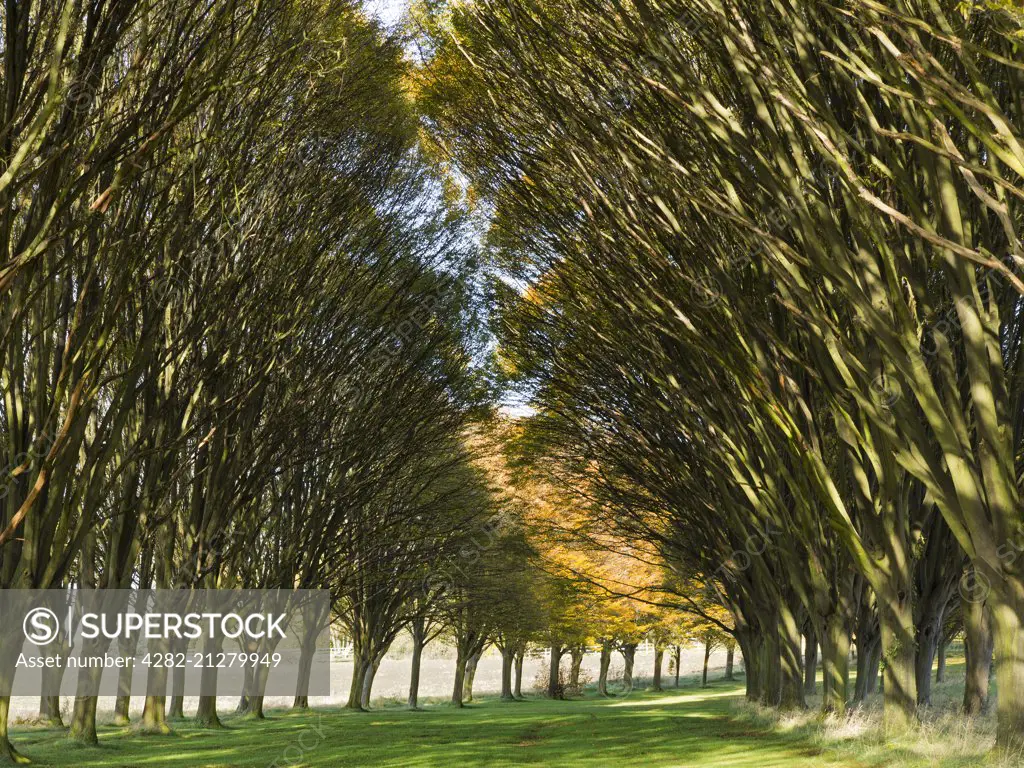 Incandescent Autumn colour in an avenue of trees in Radley in Oxfordshire.