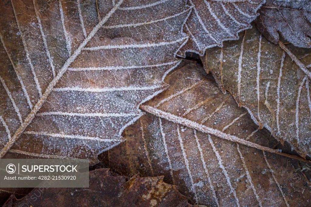 Fallen leaves dusted with frost.