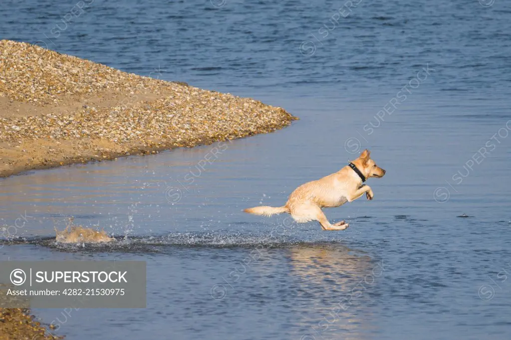 A dog runs into the sea after a ball.