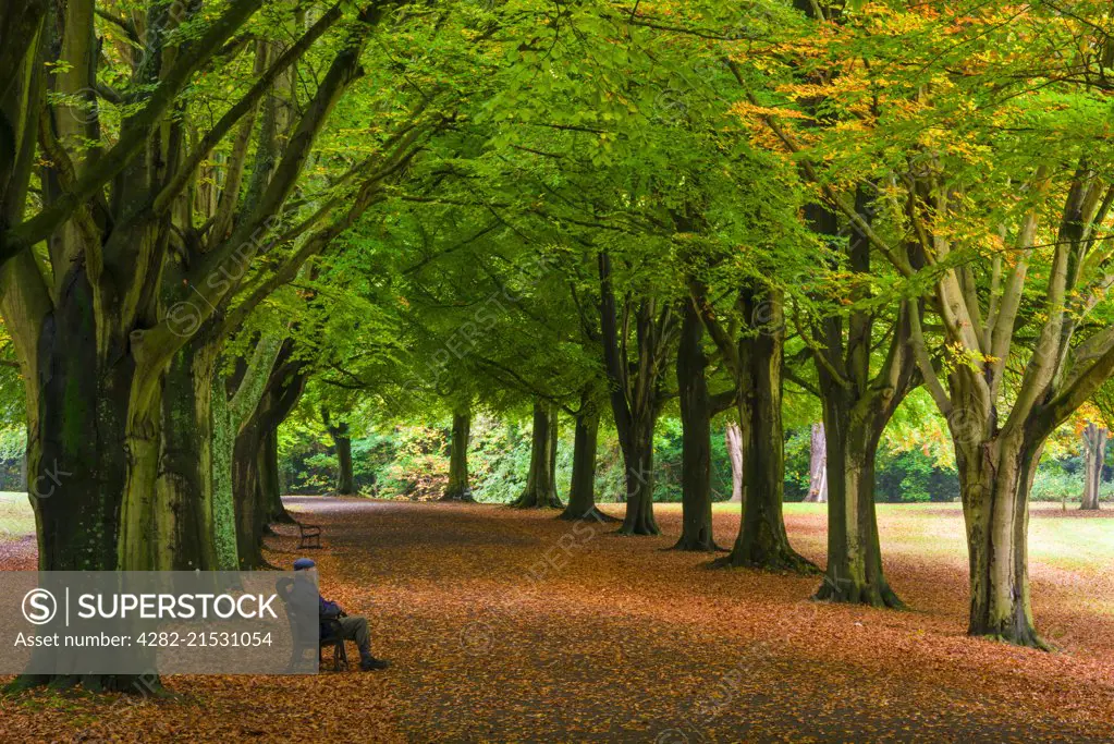 Autumn colour along The Promenade at Clifton Down in Bristol.