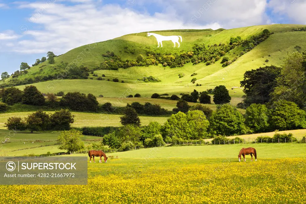 The White Horse below Bratton Camp near Westbury in Wiltshire.