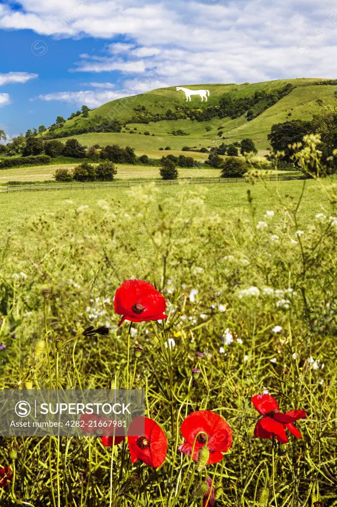 The White Horse below Bratton Camp near Westbury in Wiltshire.