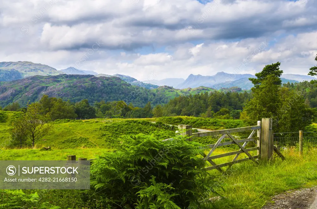 Summer view of Holme Fell and the Langdale Pikes near Coniston in the English Lake District.