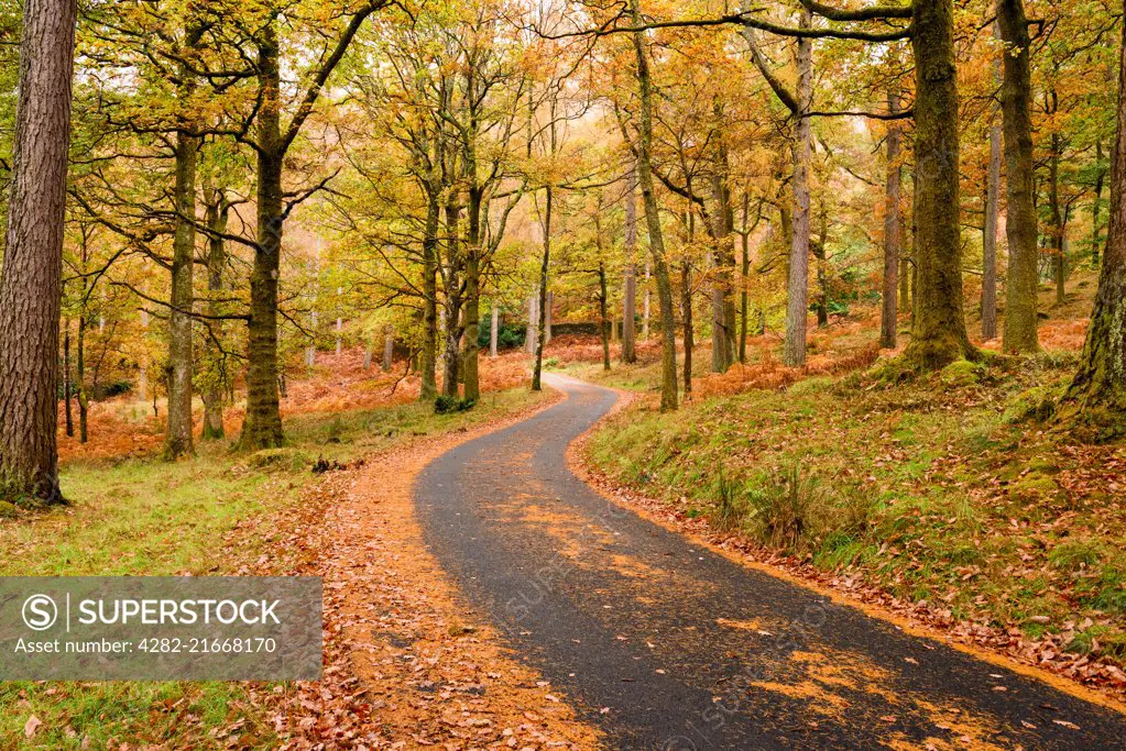 Lane through autumn woodland at Manesty Woods in the English Lake District National Park.