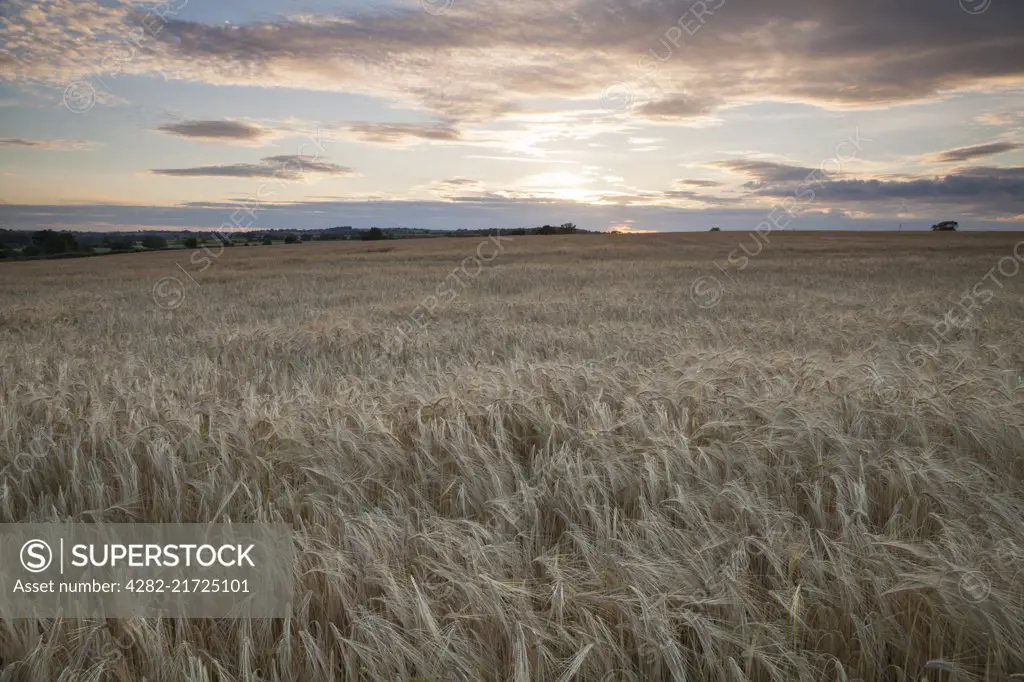 A field of ripened barley near sunset on a July evening at Church Brampton in Northamptonshire.