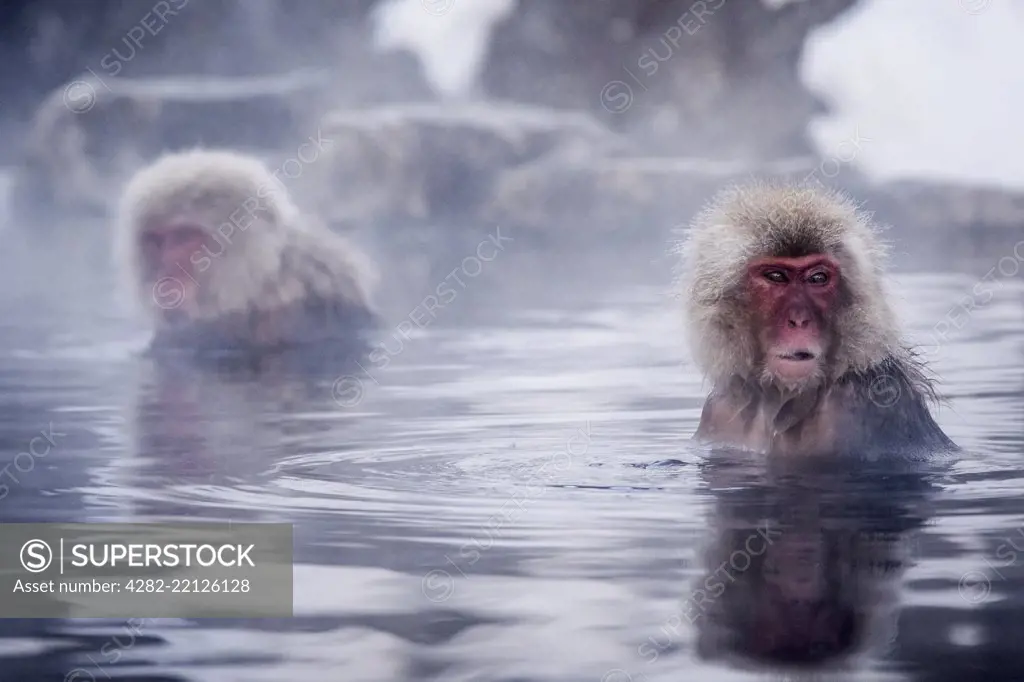 Snow Monkeys of Japan at the Jigokudani Onsen.