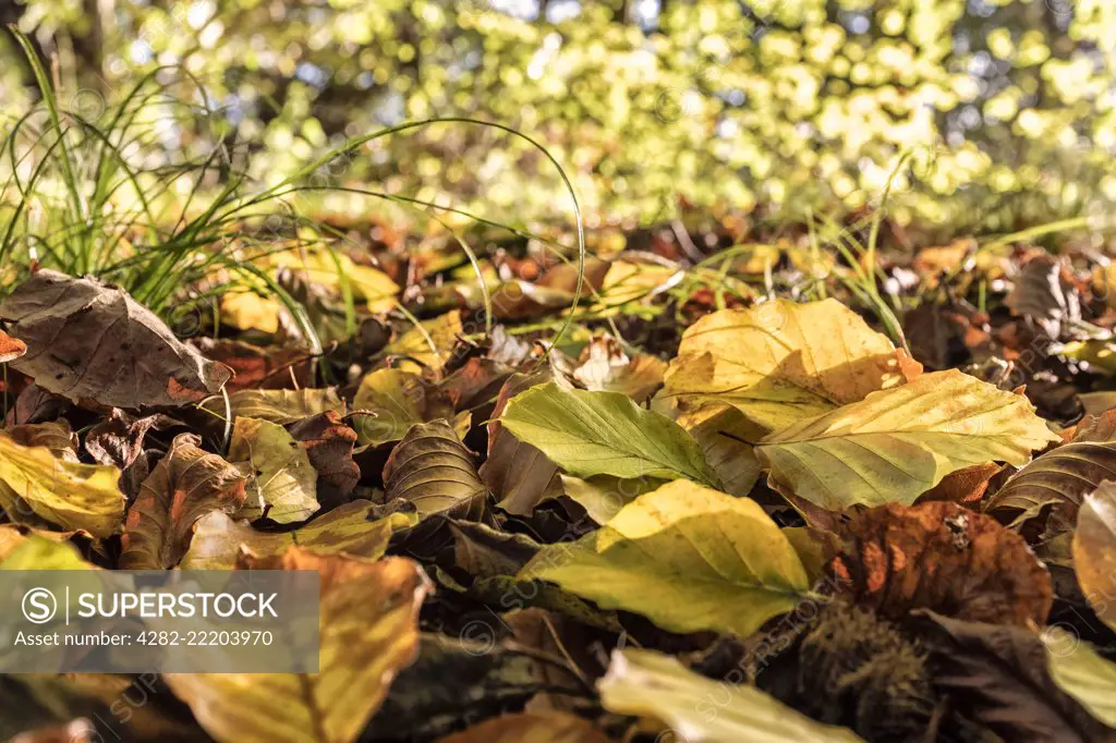 Autumn leaves on the forest floor.