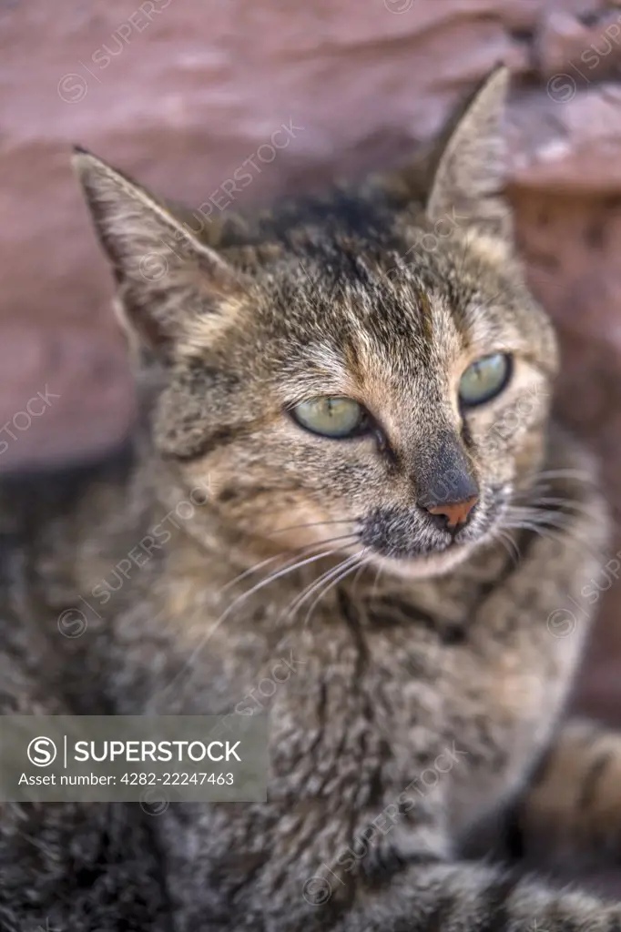 A beautiful Arabian Mau cat sits beside a cliff near Petra in Jordan.