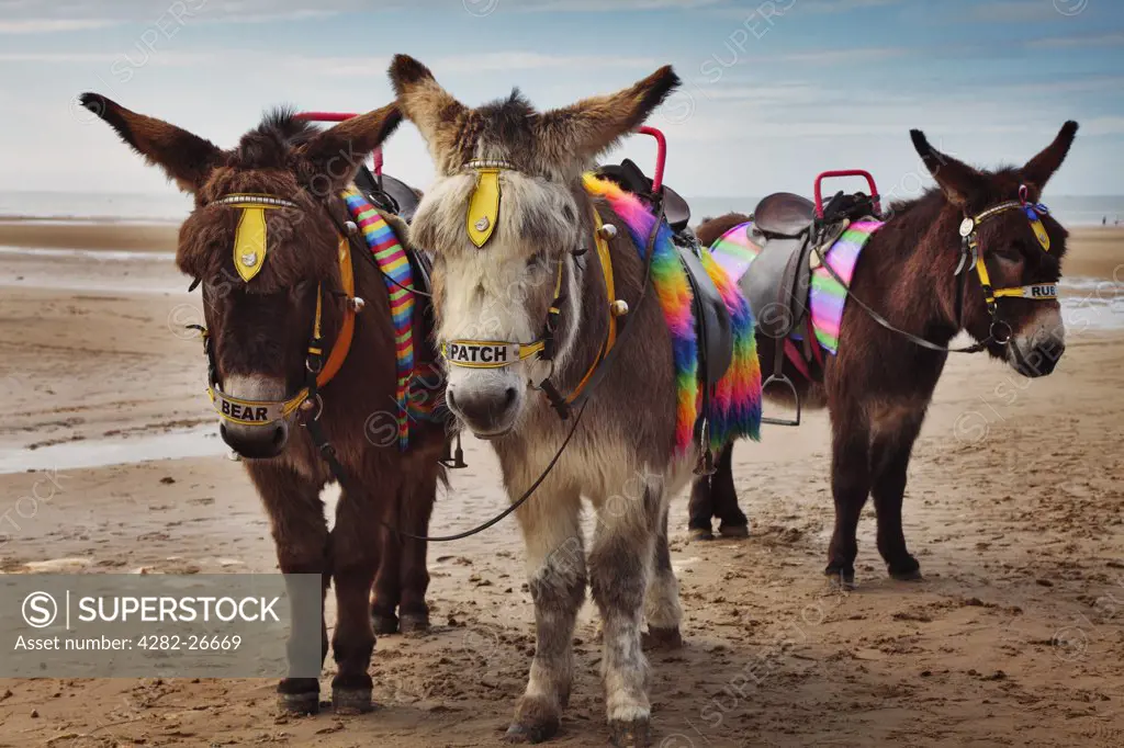England, Lancashire, Blackpool. Donkeys saddled up and ready to offer children rides along the beach at Blackpool.