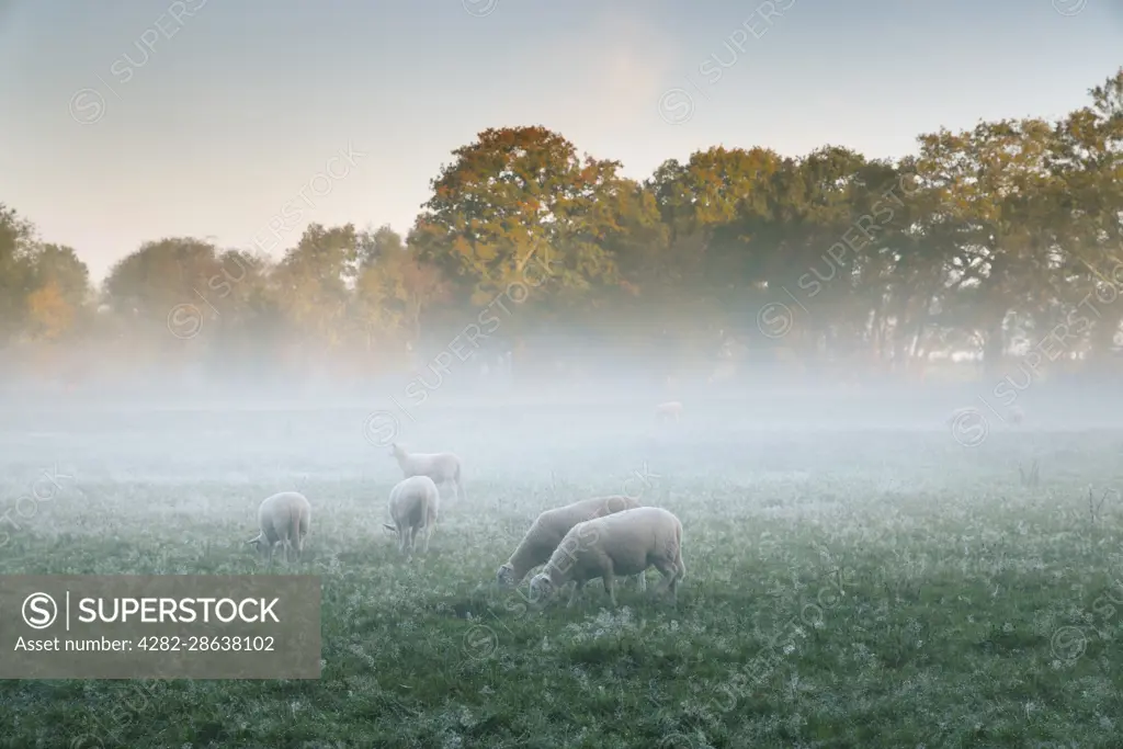 Sheep grazing on a misty autumn morning in Wales.