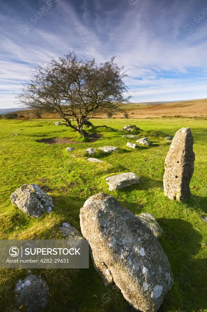 England, Devon, Rippon Tor. Rocks and Hawthorn Tree near Cold East Cross on Rippon Tor in Dartmoor National Park.