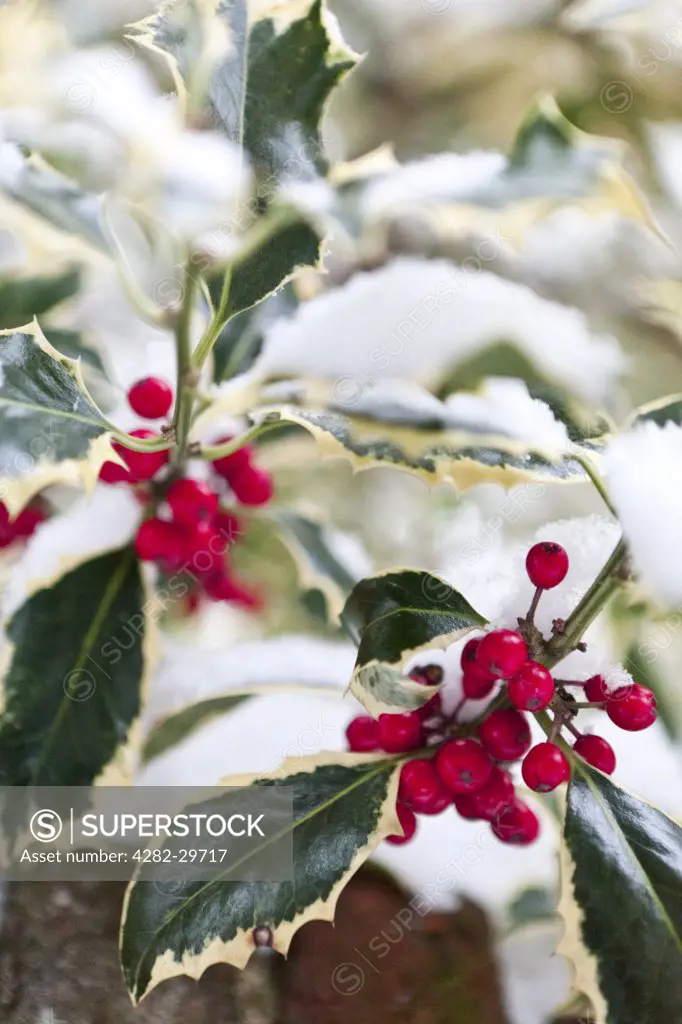 England, Kent, Canterbury. Holly leaves and red berries with fresh snow.