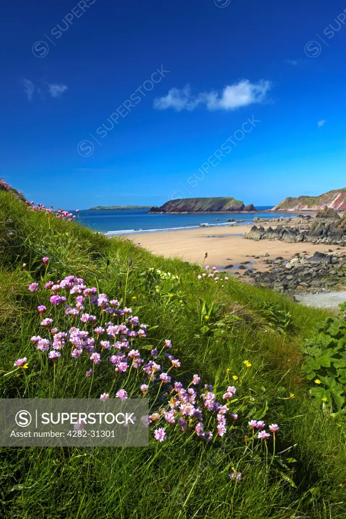 Wales, Pembrokeshire, Marloes. Thrift growing on the cliffs above Marloes Sands.