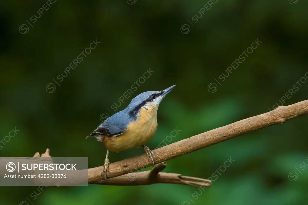 England, Derbyshire, Ticknall. A Nutchatch on a twig.