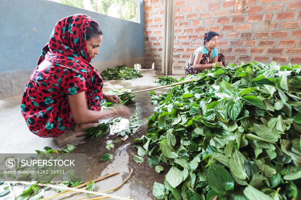 Bangladesh, Sylhet, Srimangal. Khasi tribe women sorting Betel leaves.