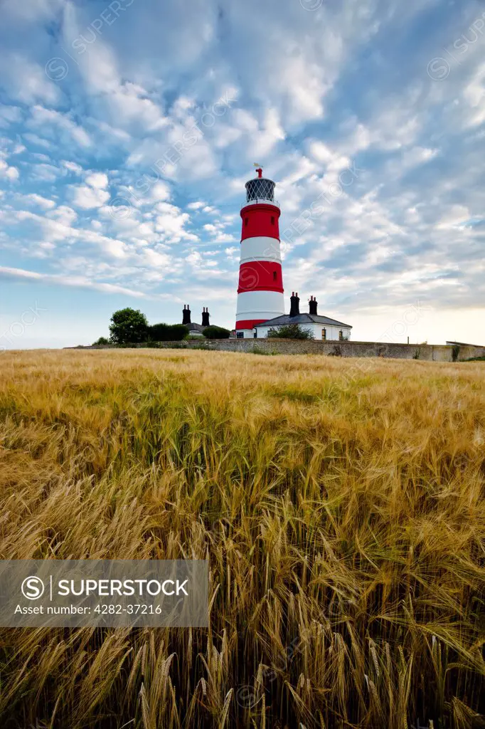 England, Norfolk, Happisburgh. Happisburgh lighthouse in a field of barley.
