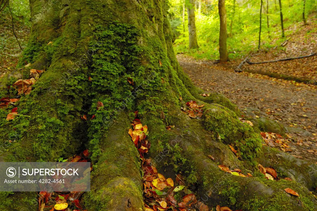 England, North Somerset, Cleve. Moss covered tree roots in autumn in Goblin Combe woods. Goblin Combe is a glacial outwash gorge which has earned citation as a Site of Special Scientific Interest.