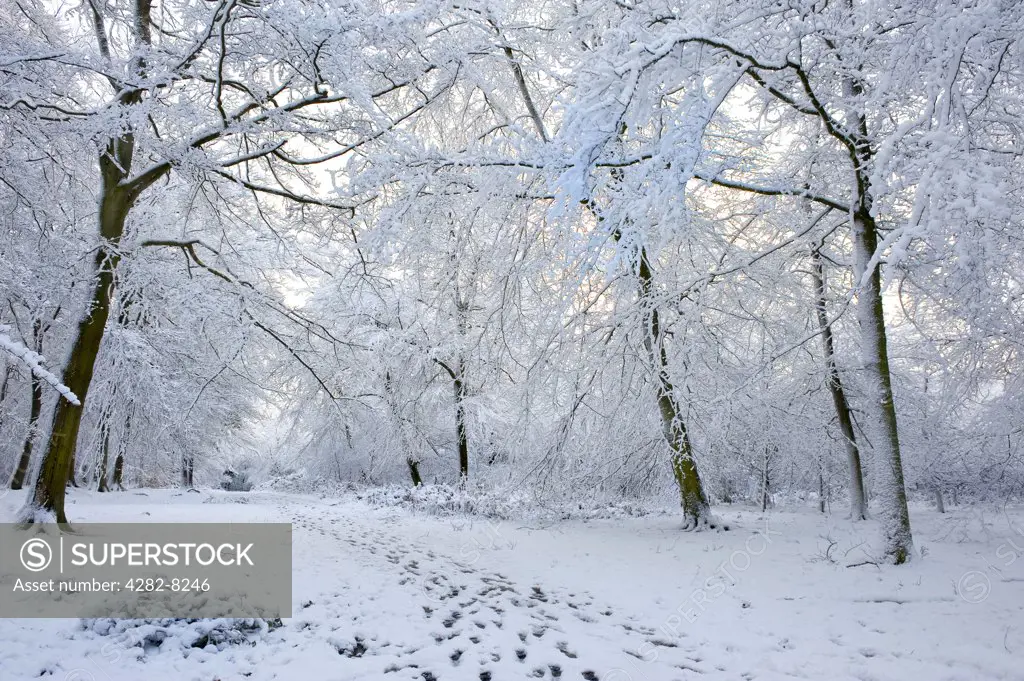 England, Essex, Brentwood. Heavy snowfall in woodland.