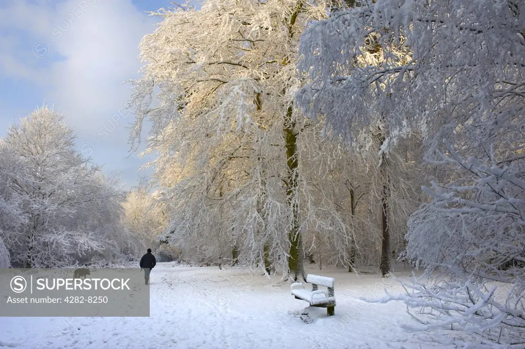 England, Essex, Brentwood. A person walking their dog through snow covered woodland.