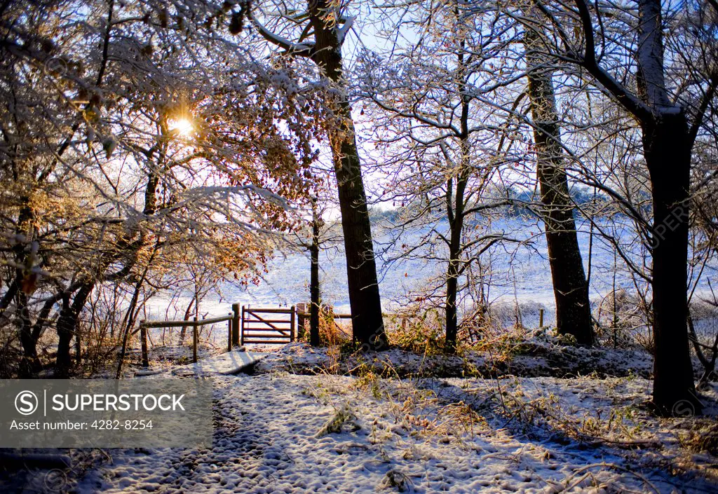 England, Essex, Brentwood. Heavy snowfall in a woodland.