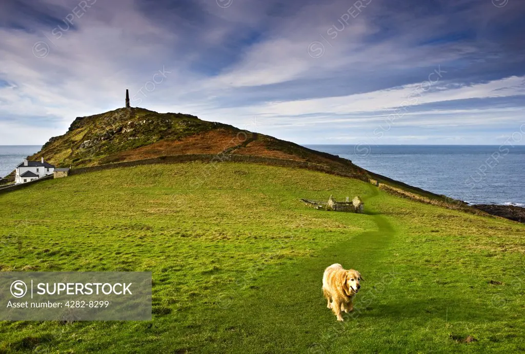 England, Cornwall, St Just. A labrador dog walking along a track away from the remains of an old chapel, St. Helen's Oratory, which dates back as far as Romano- Christian times. The chimney stack in the distance once belonged to the Cape Cornwall Mine and is a Grade II Listed building.
