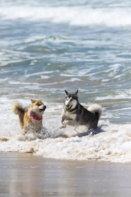 Dogs playing with a ball in the sea at Fistral in Newquay in Cornwall.