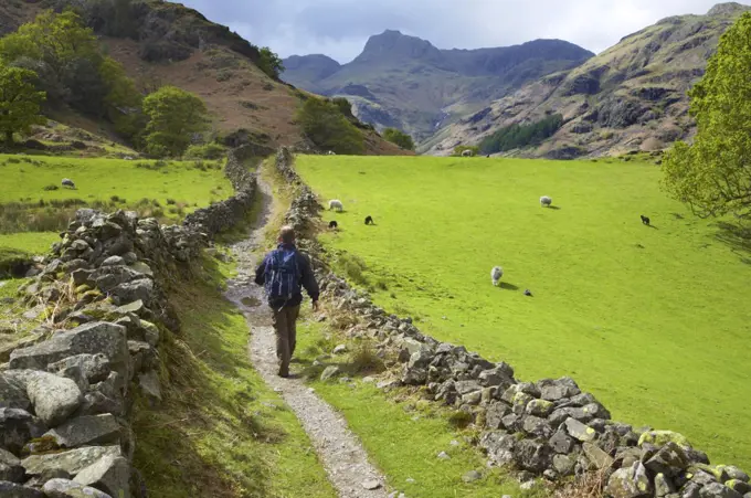 England, Cumbria, near Chapel Stile. Lake District National Park. A hiker walking along the Cumbria Way near Chapel Stile, heading towards Dungeon Ghyll and the Langdale Mountains.