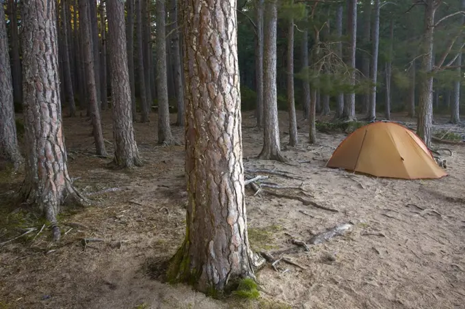 Scotland, Highland, Abernethy Forest. Camping in the wild in the Abernethy Forest on the shores of Loch Garten.