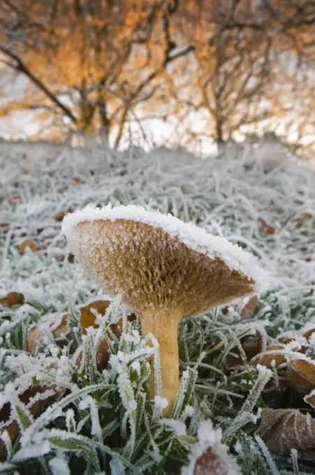 England, Northumberland. Close-up of Fungi covered in frost.