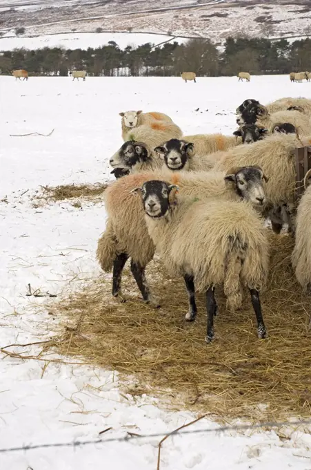 England, North Yorkshire, North York Moors National Park. Sheep eating winter feed.