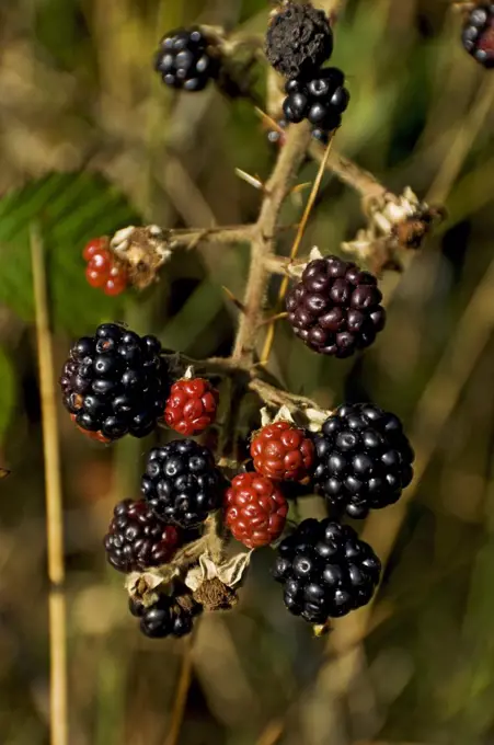 England, North Yorkshire. Close-up of wild blackberries (Rubus).