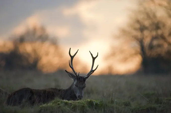 England, London, Richmond Park. A wild red deer resting at sunset in Richmond Park.