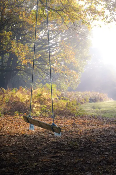 A child's rope swing in Autumnal woodland on a foggy morning.
