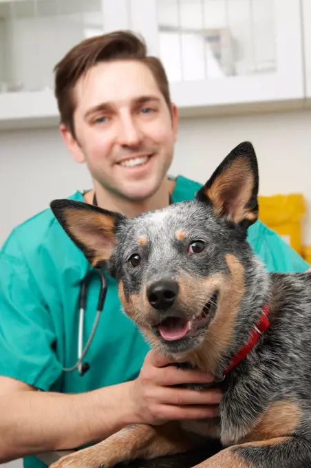 Male Vet Examining Pet Dog In Surgery
