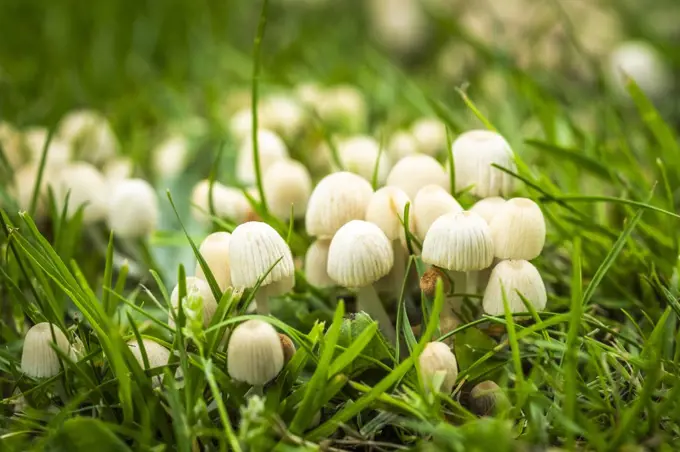 Small fungi growing in the grass in woodland.