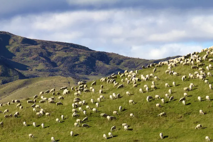 Sheep grazing on a hill in Central Otago in New Zealand.