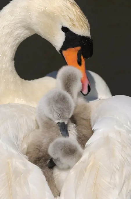 England, Dorset, Abbotsbury. Mute Swan (Cygnus Olor) cygnets on mother's back at Abbotsbury Swannery.