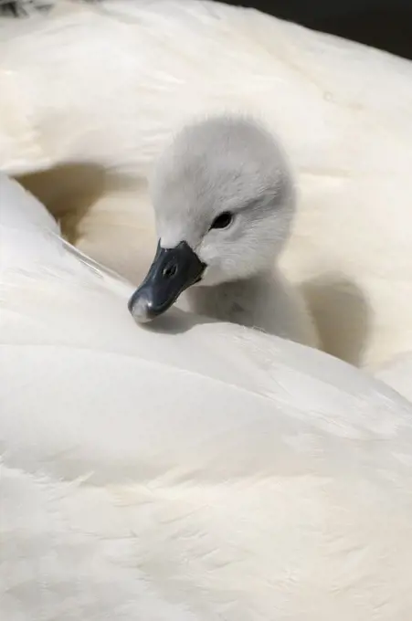 England, Dorset, Abbotsbury. Mute Swan (Cygnus Olor) cygnet on mother's back at Abbotsbury Swannery.