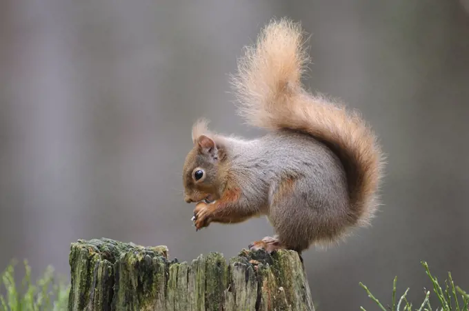 Scotland, Highland, Cairngorms. A Red Squirrel (Sciurus Vulgaris) sitting on tree stump eating a nut.