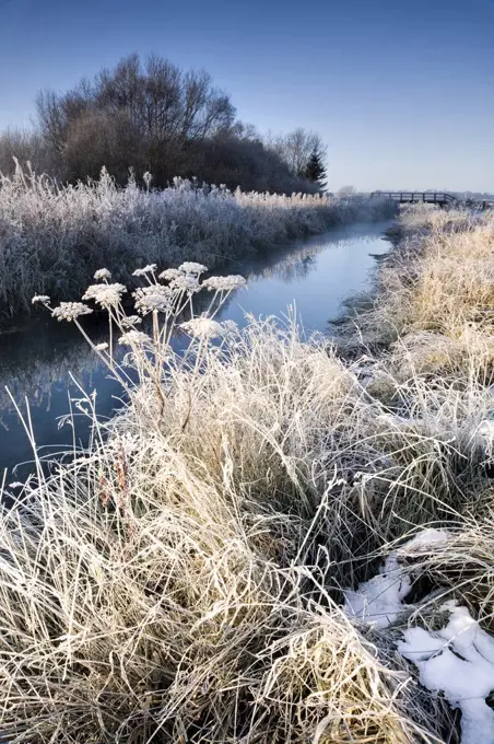 Winter sun on frosted cow parsley at the side of Costa Beck near Pickering.